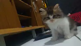 Kitten Persia 2 bulan