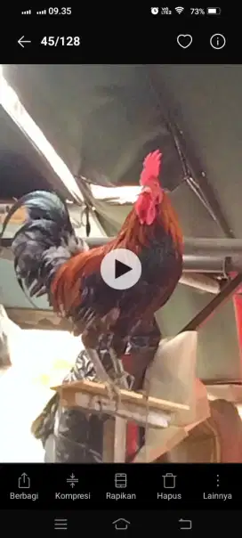 ayam ketawa tipe dursam gacor