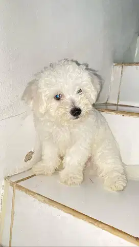 Bichon STB jantan