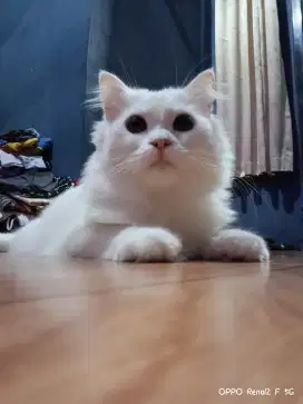Kucing persia mix Himalaya mata merah