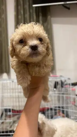 Anjing / anak anjing / anjing kecil / maltipo / anjing lucu