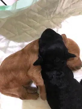 Poodle / anjing poodle / anjing kecil / anjing mini / anjing lucu