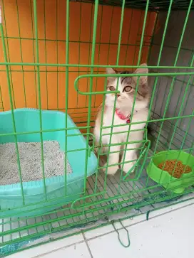 Platnose calico betina cantik