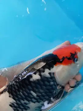 Ikan Koi Tancho Showa ori 45cm Motogoro imbang merah pekat kpala metir