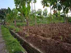 Tanah SHM Di Kaki Gunung Salak Sejuk Dijual Cepat