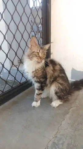 Kucing maincoon ori