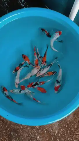 Ikan koi size 15cm sampai 18cm