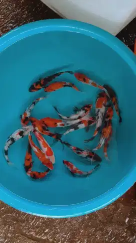 Ikan koi size 15cm sampai 18cm