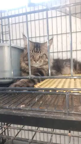 Kucing maincoon ori