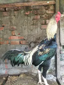 Ayam Bangkok jantan