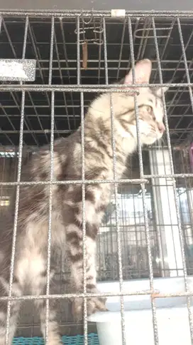 Kucing manicoon ori