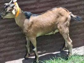 obral 10 ekor kambing jantan 1 thn TB 65cm buat pedagang kurban musima