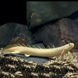 Ikan Palmas Albino