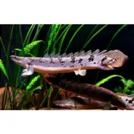 Ikan Palmas Delhezy