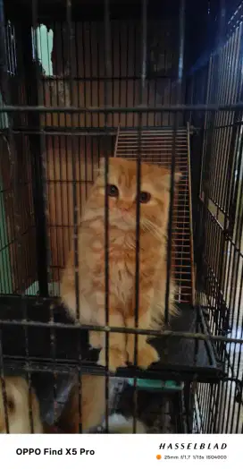 Kucing Scottish Fold Jantan Garfield