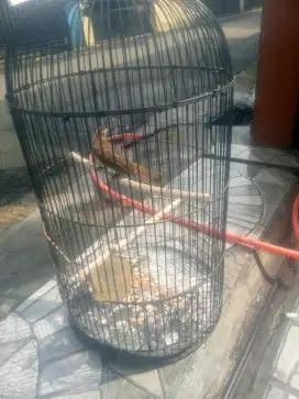 Burung trucukan udah ngepur rajin bunyi