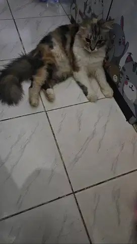 Kucing Persia female