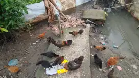 Ayam kub atau ayam yudistira