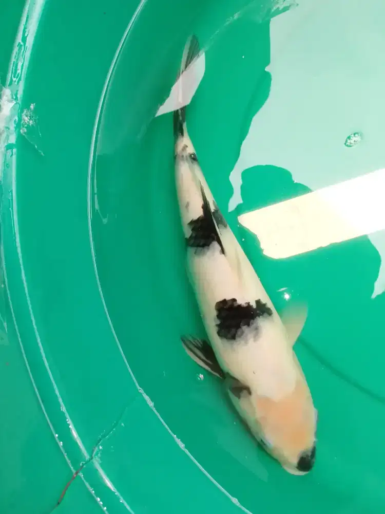 Ikan koi jenis Shiro 38cm pola original