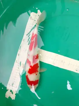 Ikan koi jenis Kohaku 33cm pola step