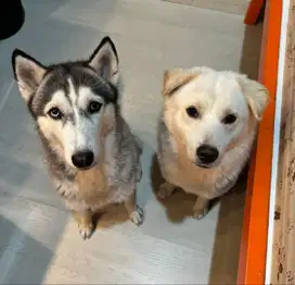 Dijual Anjing husky