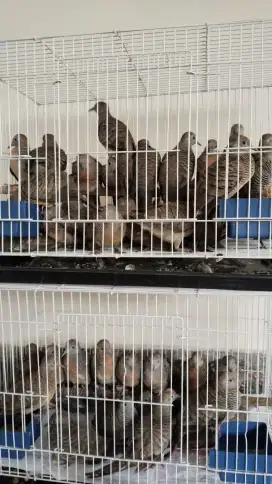 Perkutut lokal tua stok banyak