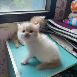 ras persia flatnose jantan putih cream