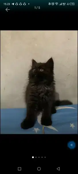 KUCING KITTEN PERSIAN LONGHAIR BULU KAPAS