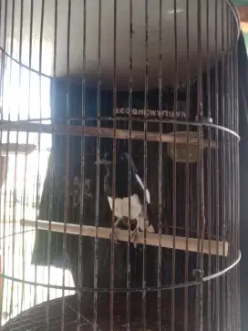 Dijual Kacer cowoan + kandang mulus