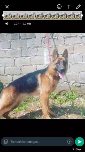 Open stud berbayar  herder & husky( bogor)