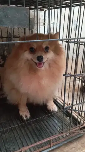 Jual indukan Pom