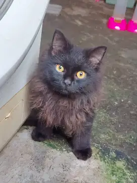 Kitten kucing persian kualitas bagus