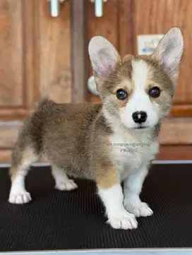 Pembroke Welsh Corgi Betina, Imut dan Ceria, Siap Menjadi Teman Setia!
