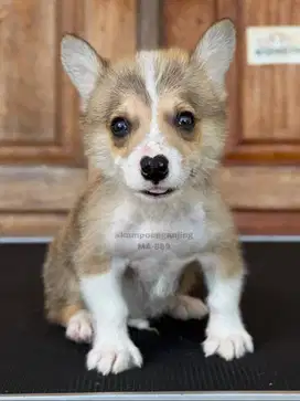 Pembroke Welsh Corgi Jantan, Imut dan Ceria, Siap Menjadi Teman Setia!