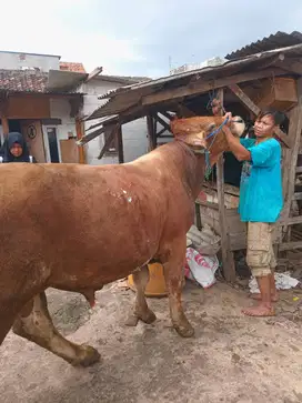 Sapi qurban bandung
