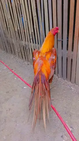 Jantan ekor lidi ori