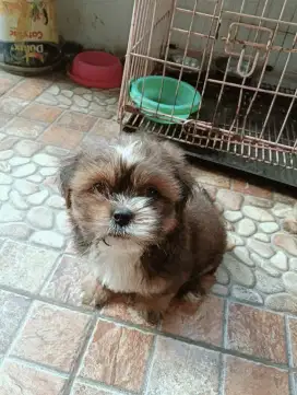 puppy Shihtzu jantan & Betina