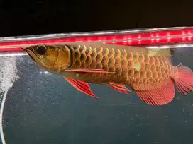 Arwana Highback Golden