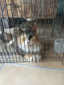 KUCING ANGGORA JANTAN