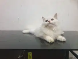 Kitten 3,5 bulan