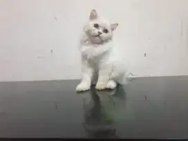 Kitten 3,5 bulan