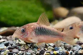 Ikan Coridoras Aenus