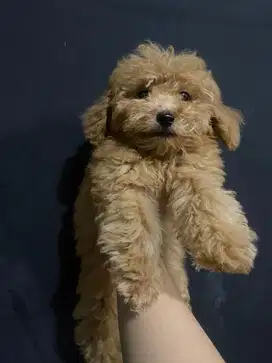 Red toy poodle betina umur 5 bulan