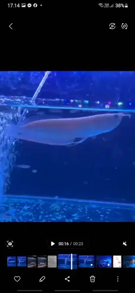 Ikan arwana silver albino 25 cm