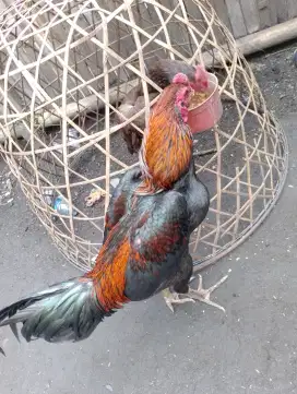 Jual ayam bangkok