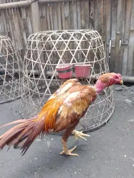 Jual ayam Bangkok