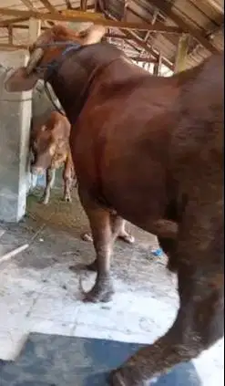 sapi limosin 650kiloan timbang real hidup2 siap sapi qurban premium ok