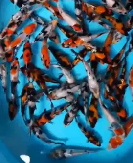 Ikan koi size 15cm sampai 18cm