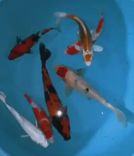 Ikan koi size 15 sampai 18cm