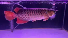 Ikan arwana super red